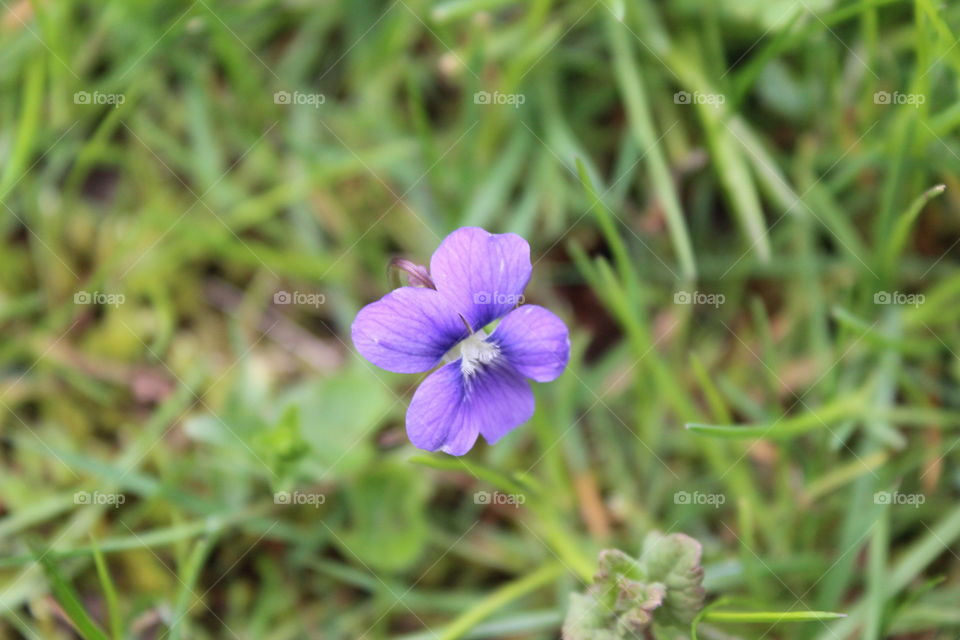 wild flowers. growing by itself