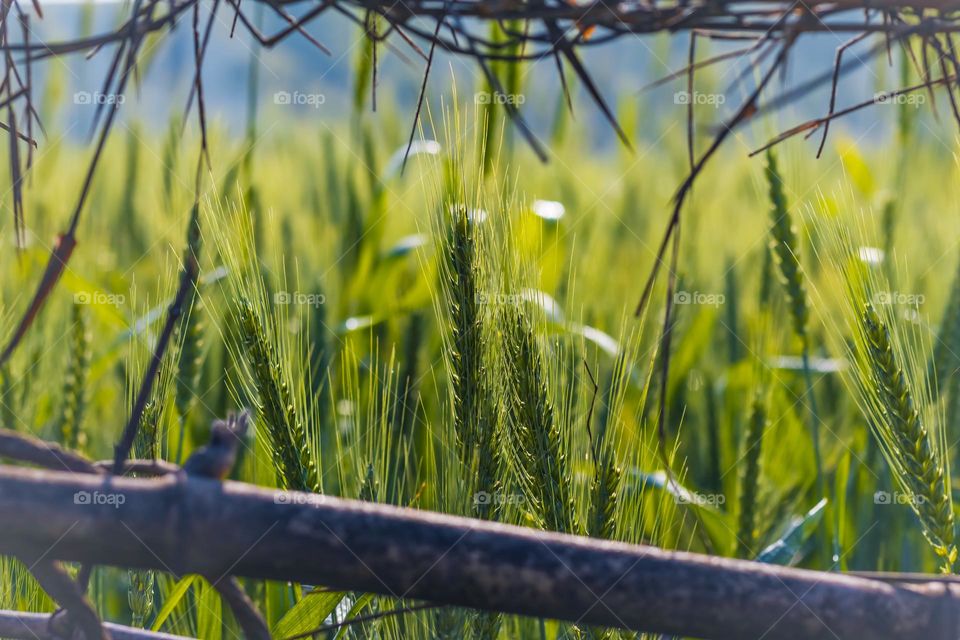 wheat field with dramatic sunlight