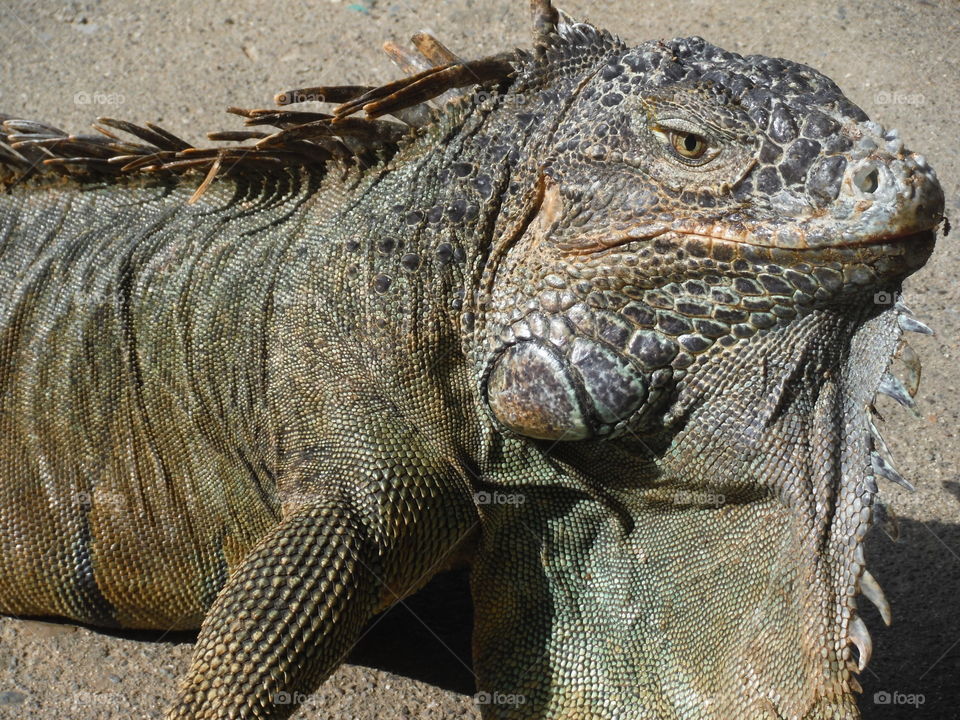 iguana. close up