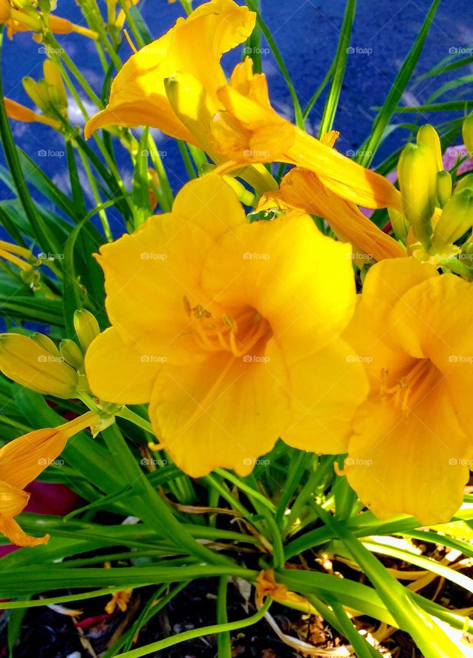 bright yellowish orange tiger lillies against a bright blue background