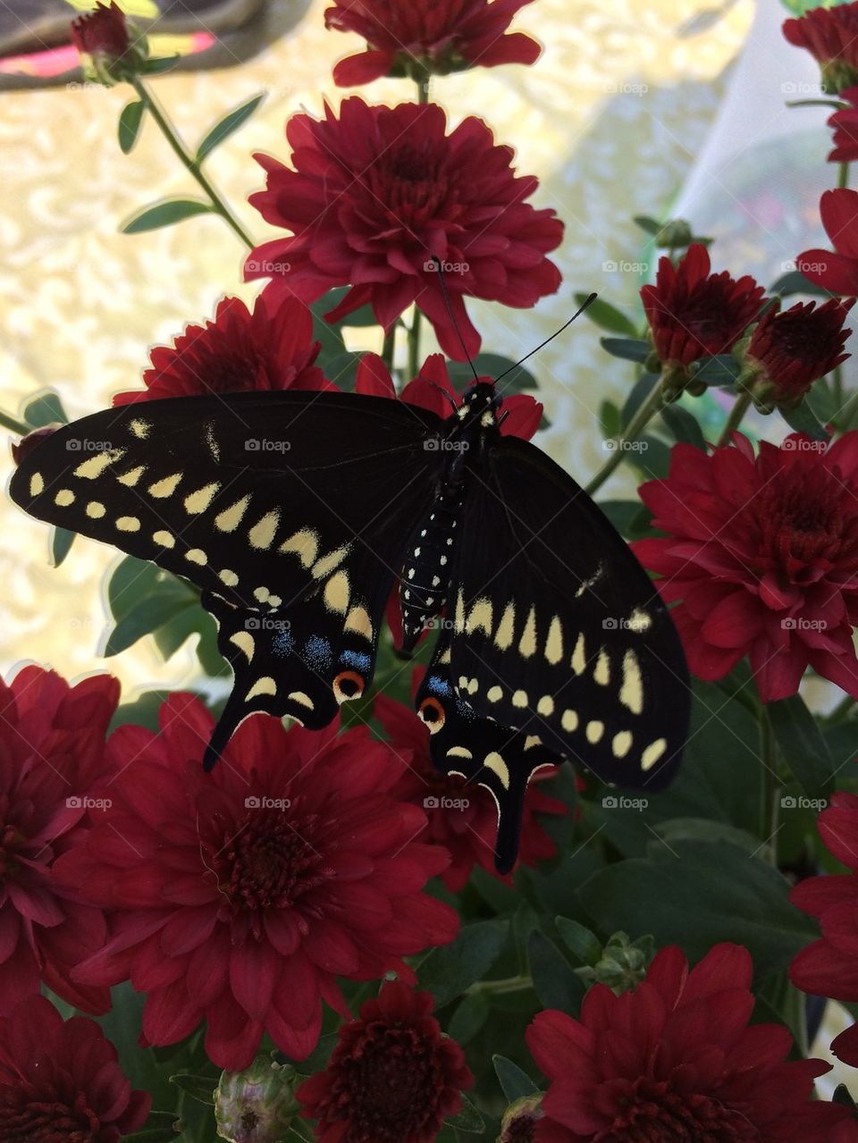 Swallowtail