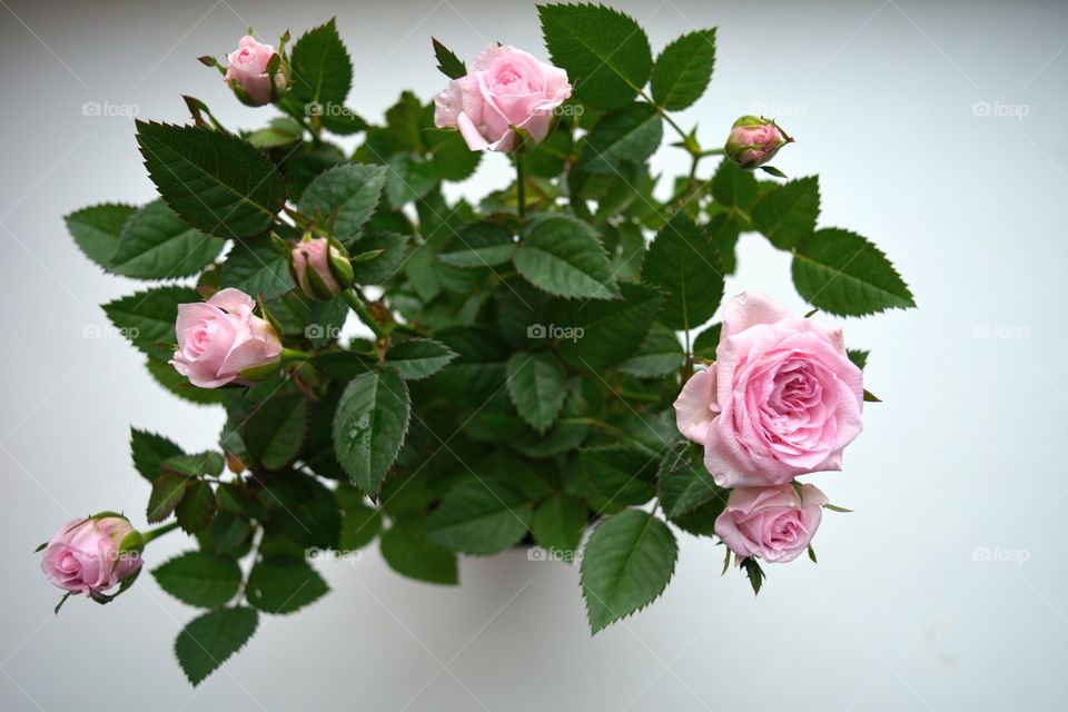 pink roses flower house plants love