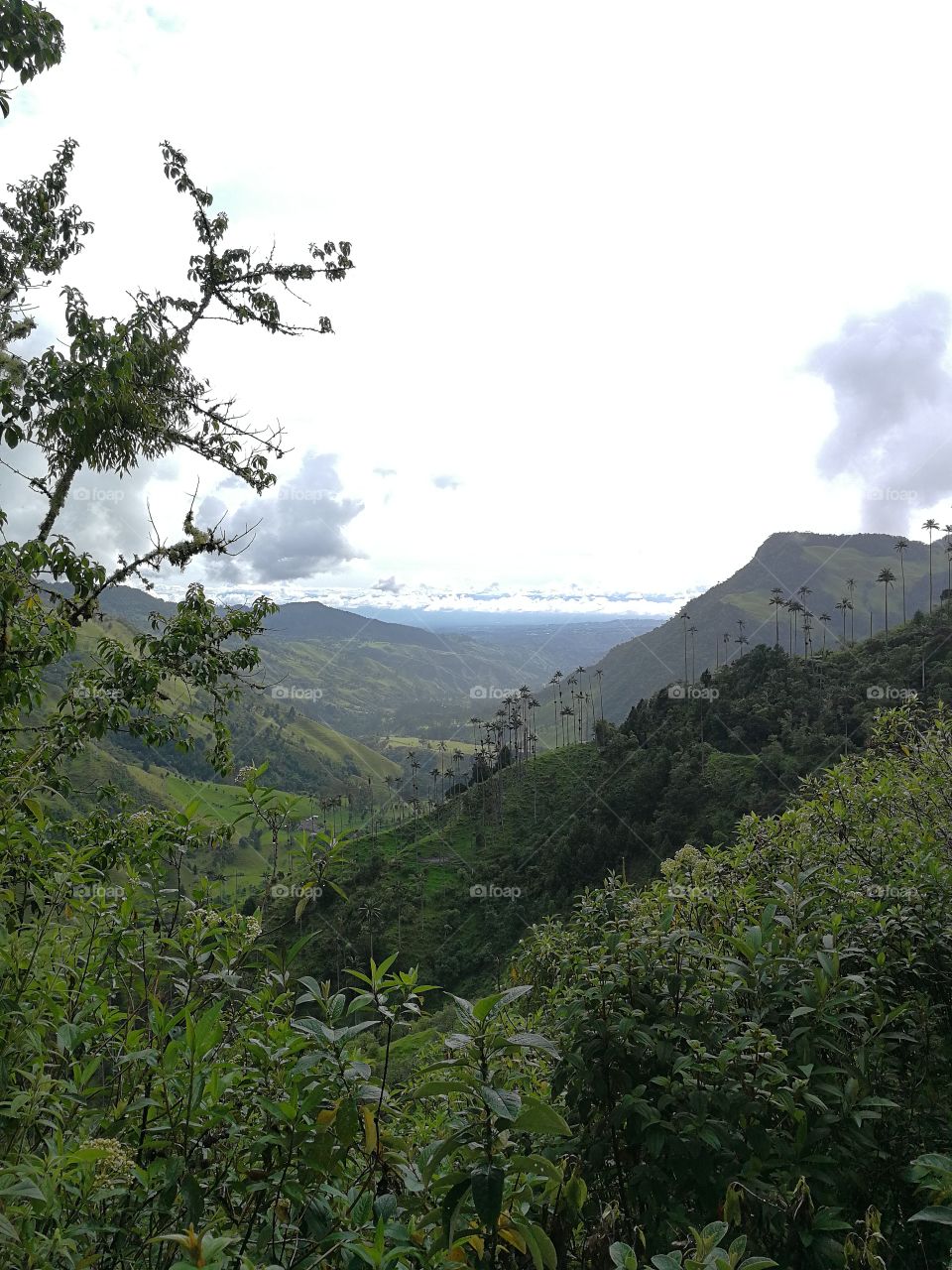 Cocora Valley, Salento, Colombia