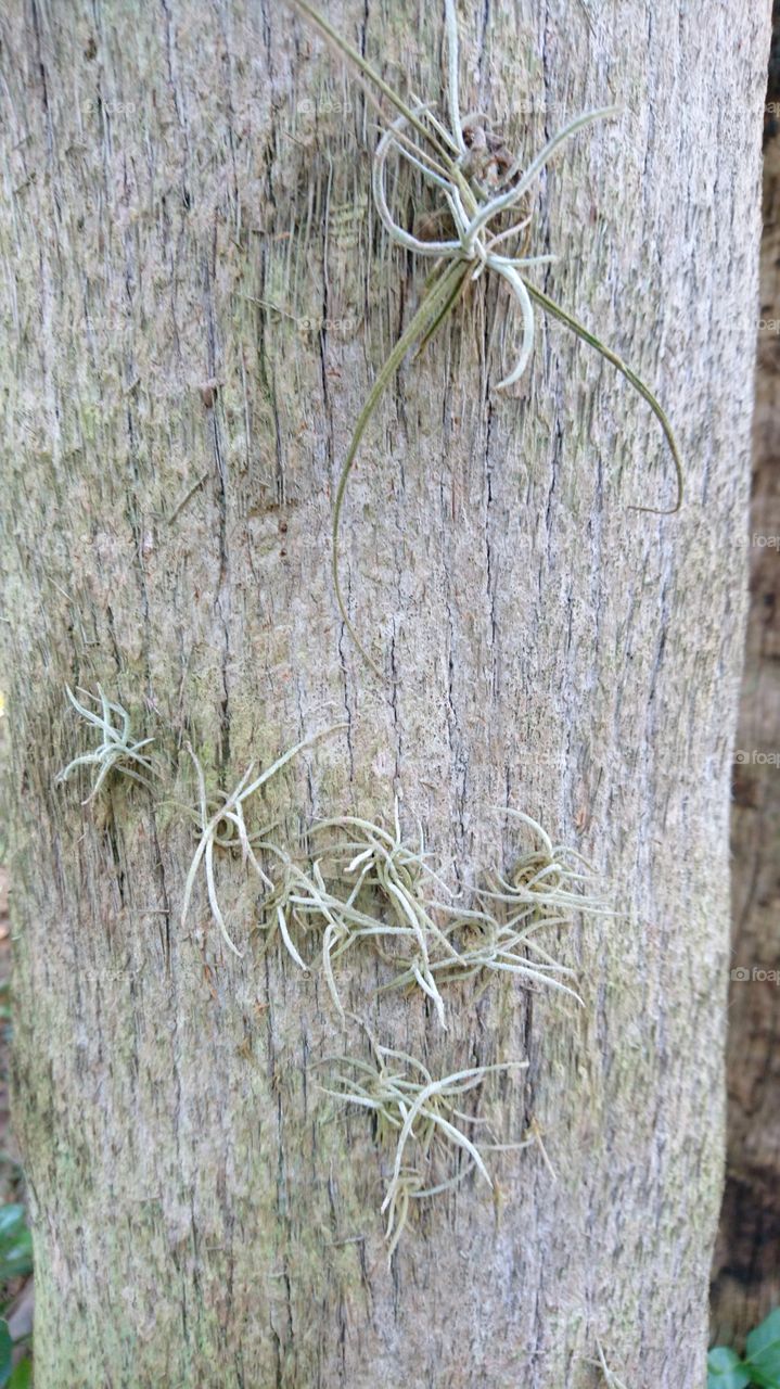 Nature, Wood, Desktop, No Person, Tree