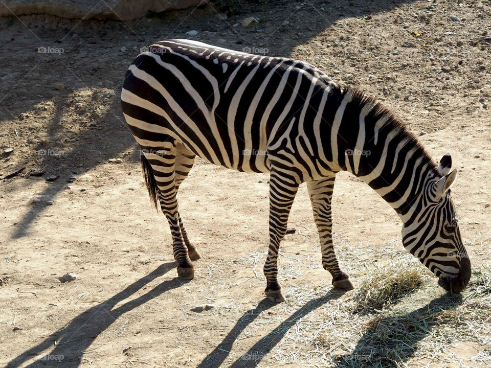 A part of zebra.