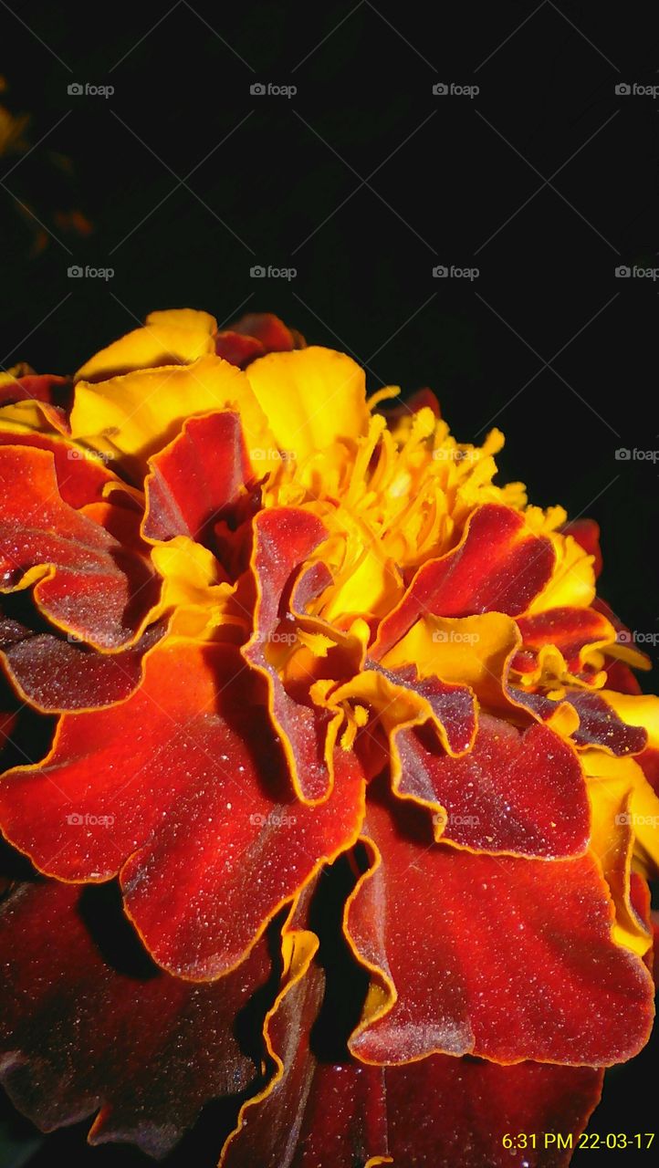 Red shaded marigold flower with an effective angle captured with close focused during night