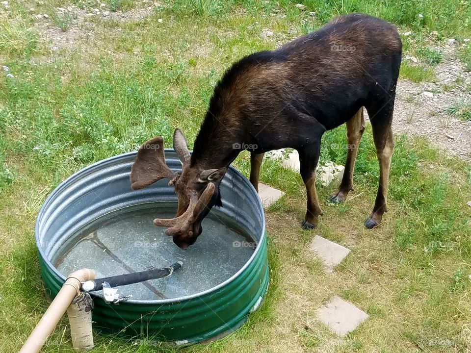 Mammal, No Person, Grass, Nature, Outdoors