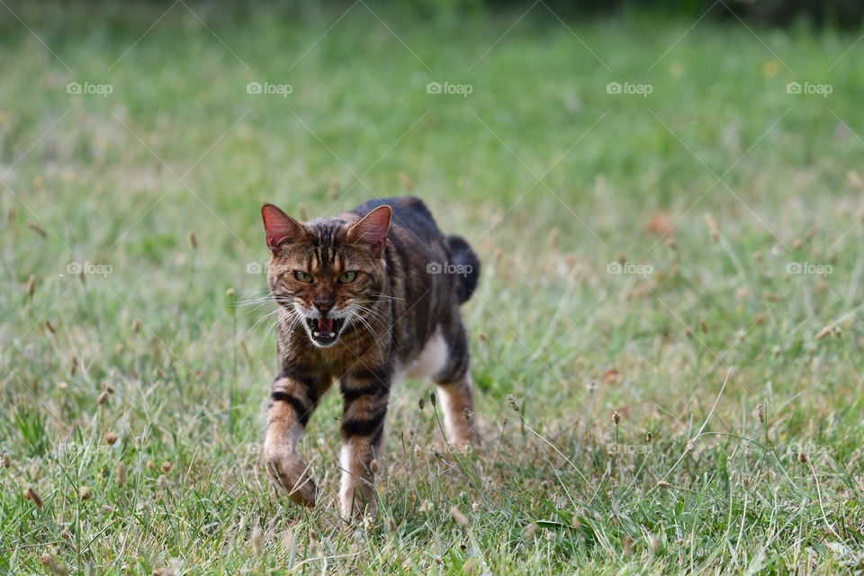 cat walk in my garden