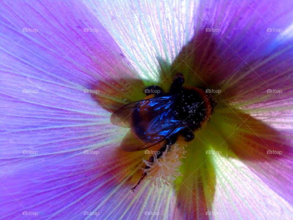 Bumblebee in flower