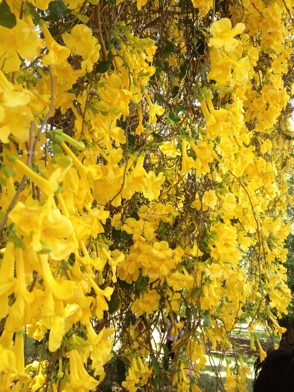 Flower Spring University of Peradeniya