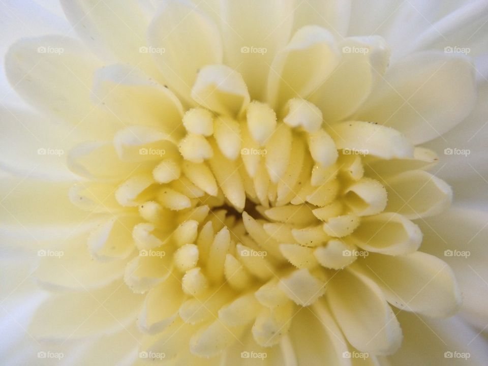 Chrysanthemum