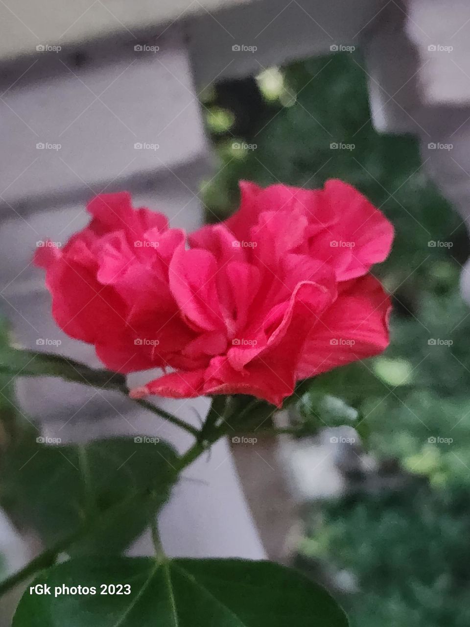 newly arrived spring flower