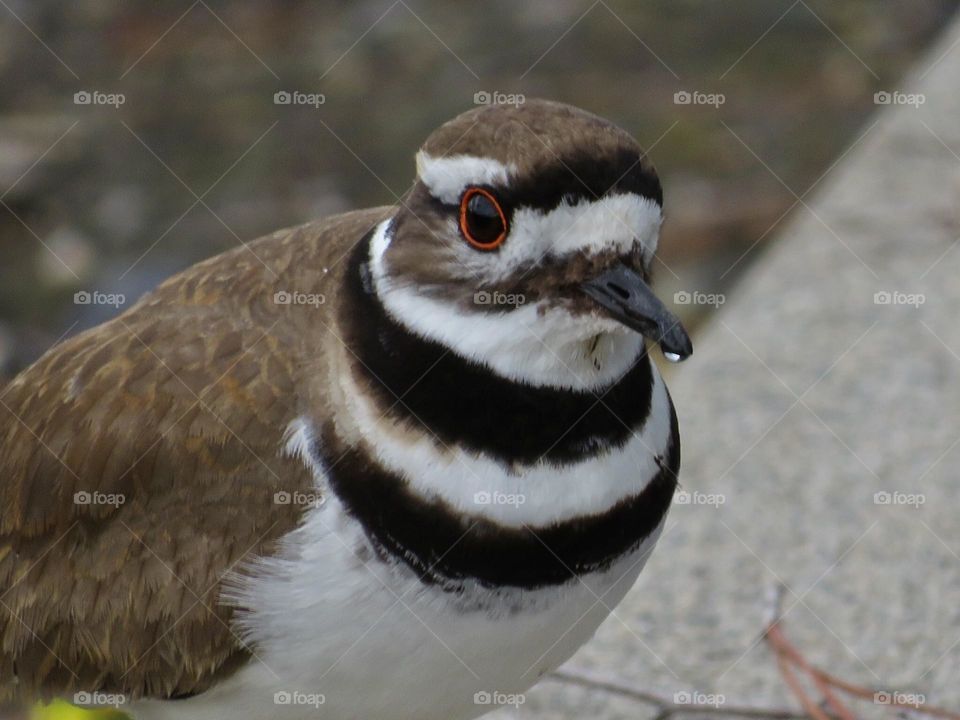 Killdeer Close-Up