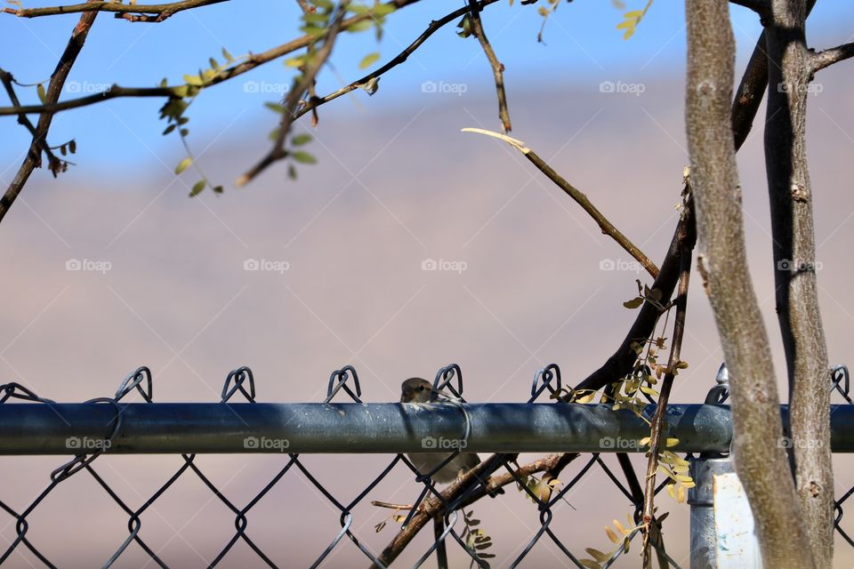 Top of chainlink fence outdoors