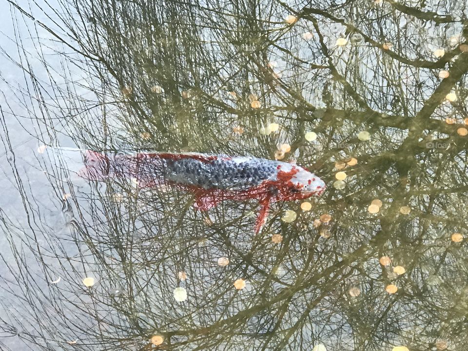 Swimming within a reflection