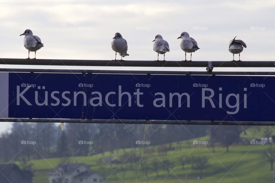 Küssnacht am Rigi