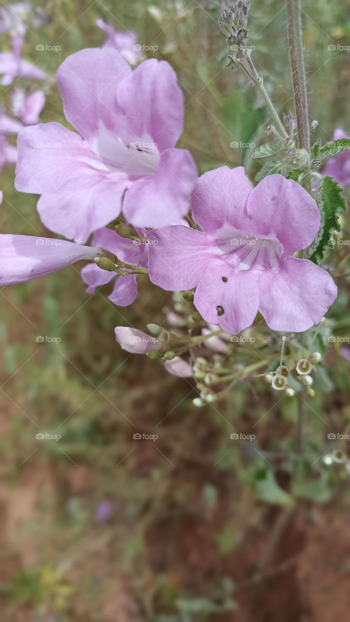 bush vine flower, typical of the serrado.