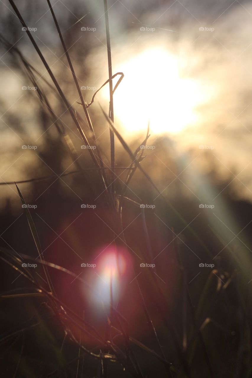 golden hour grass