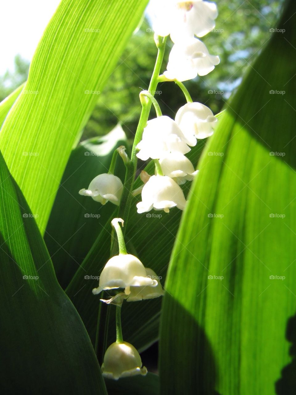 Lily of the valley 