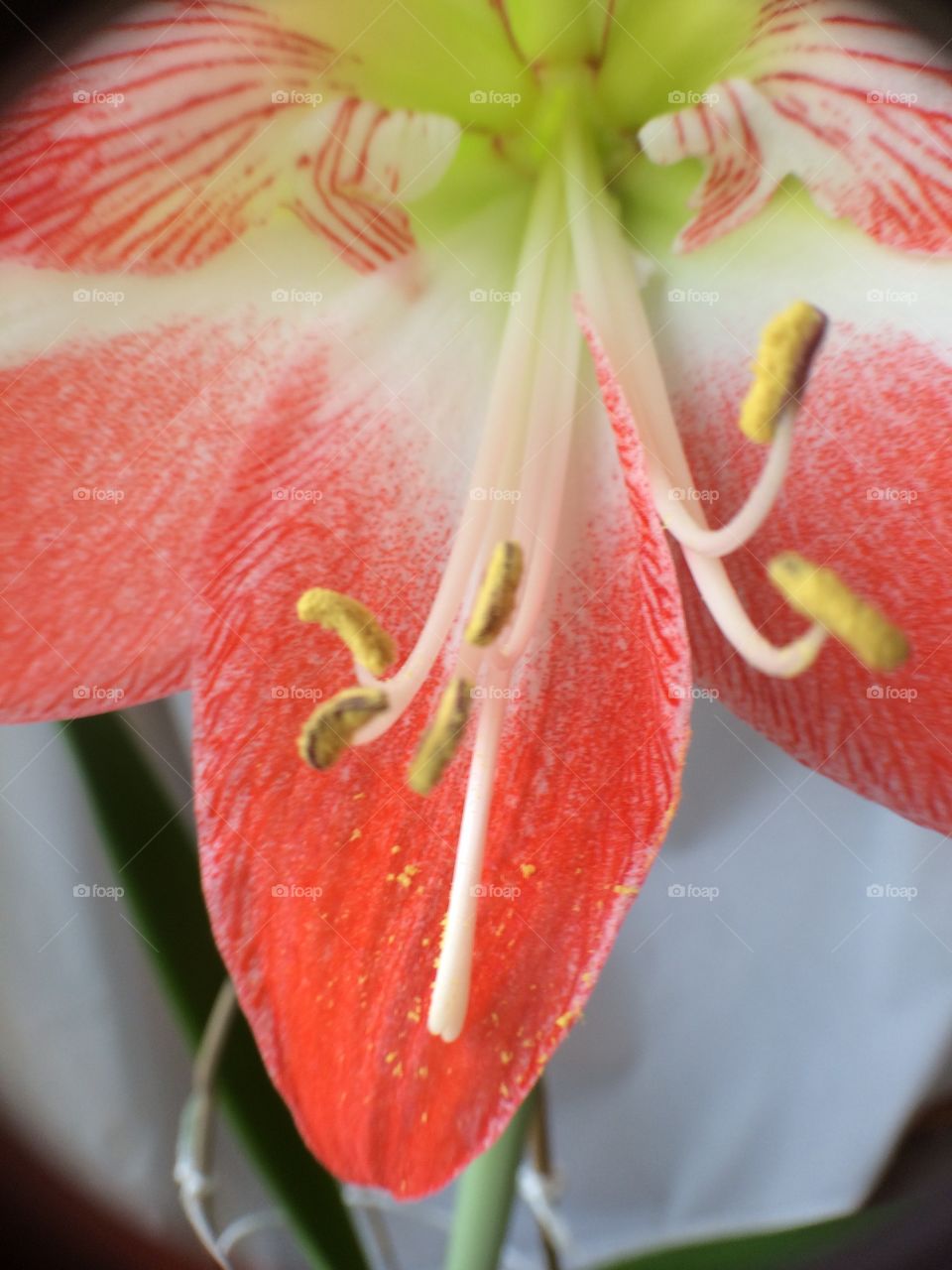 Amaryllis 