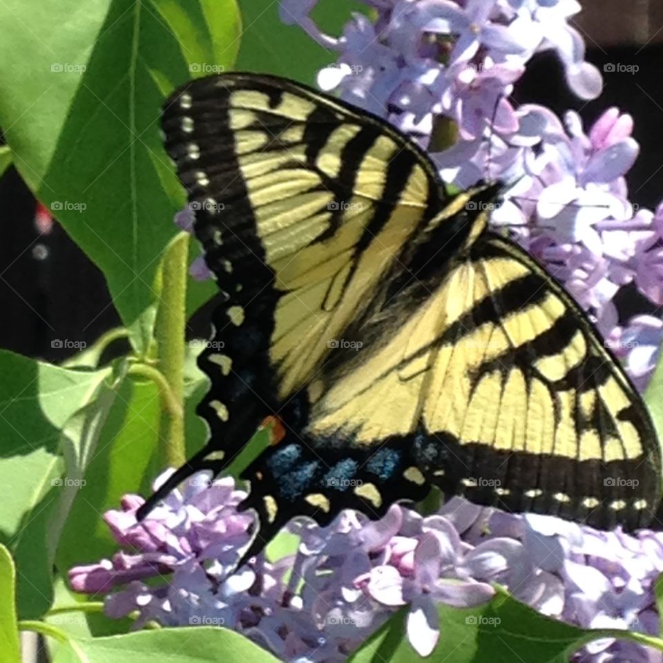Butterfly in the lilacs!. Butterflies, eastern tiger swallowtail, spring, lilacs, blooms, smells, sights! Close up! Butterflies, colorful, sweet, yellow, black and blue.
