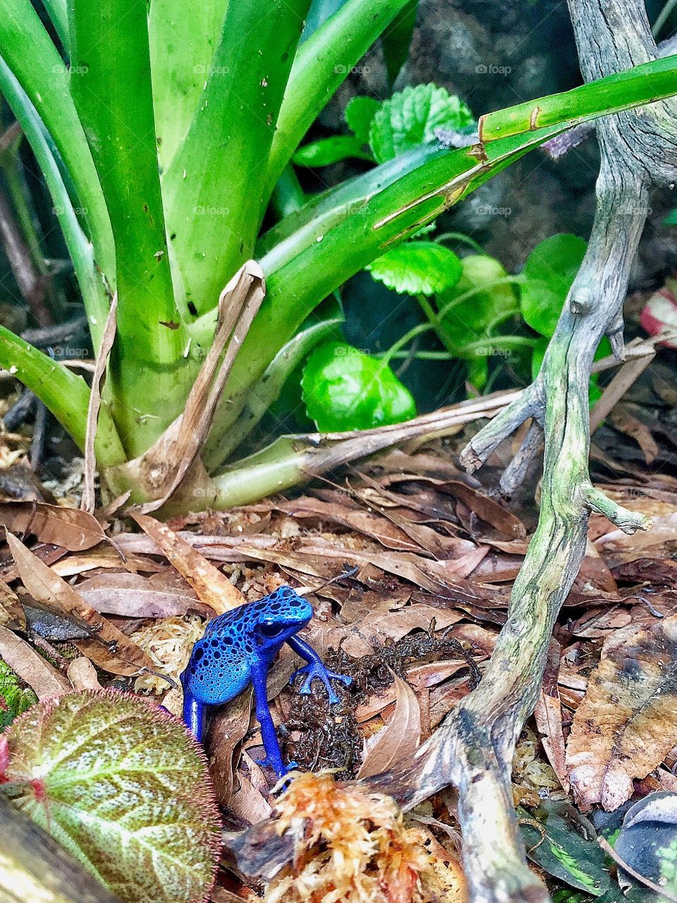 Blue poison dart frog 