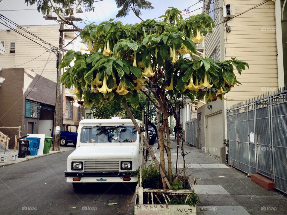 White car under the tree