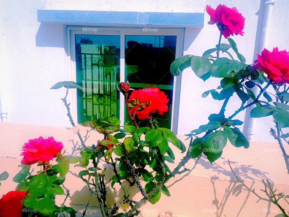 beautiful red rose flowers🌸🌺🌻🌹🌷🌼💐 in garden