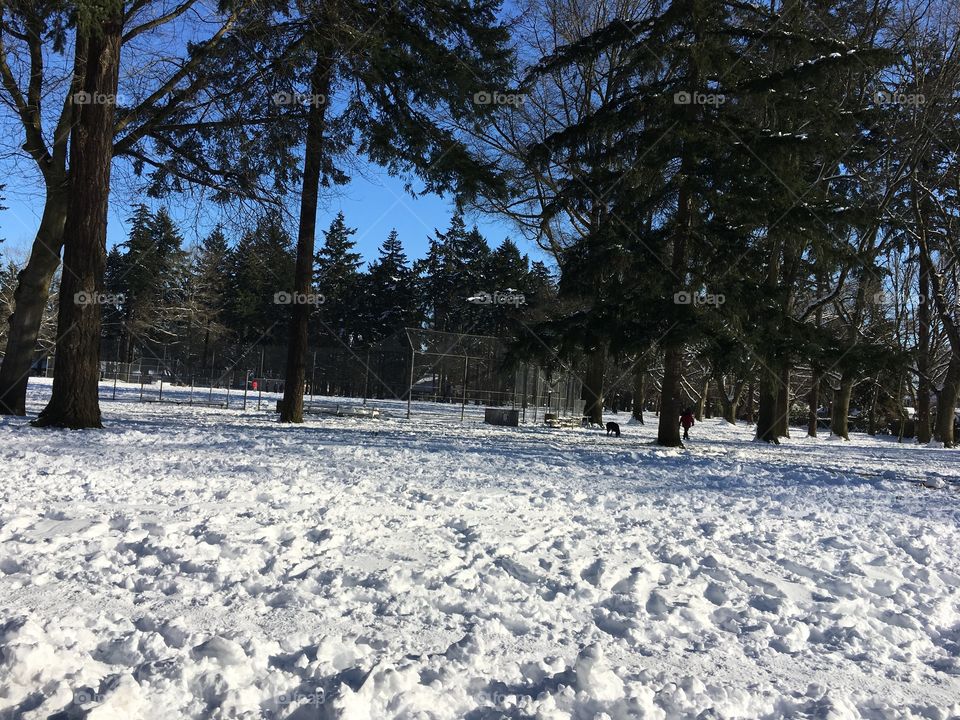 Snow storm in Portland 
