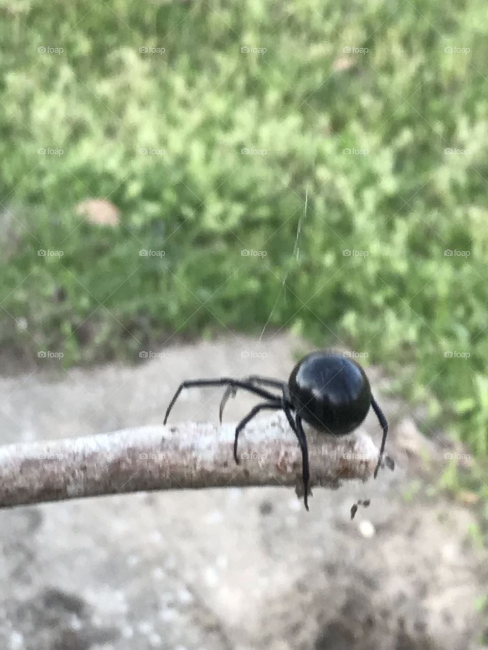 southern black widow spider 