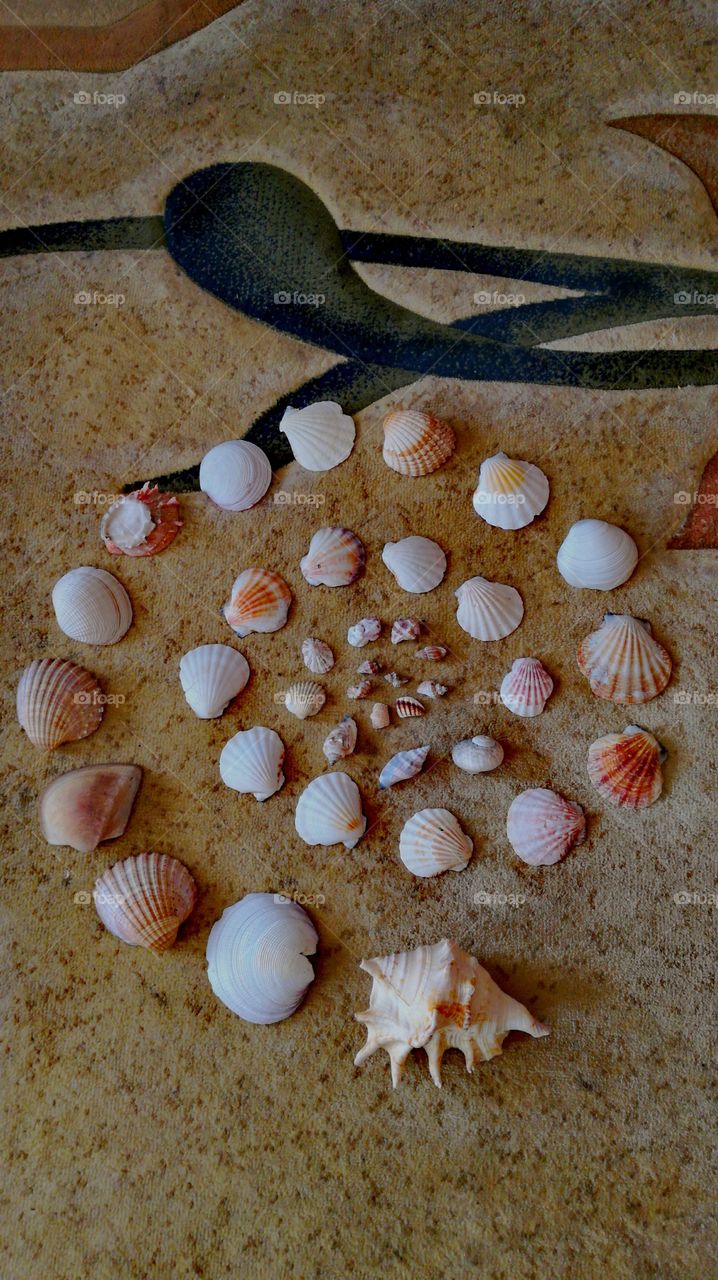 Seashell XII