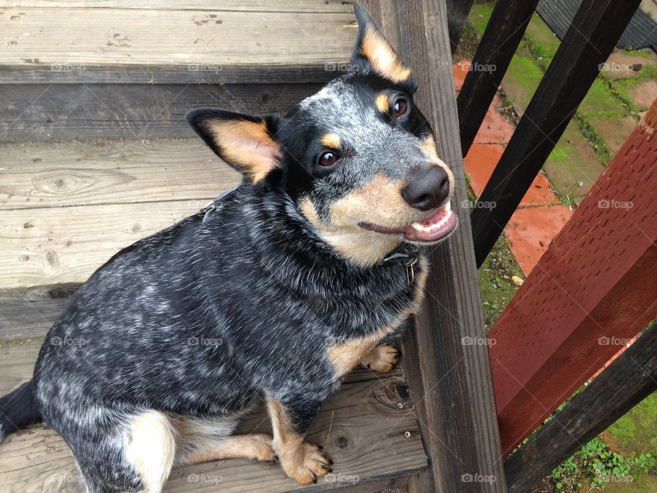 Portrait of Cattle Dog