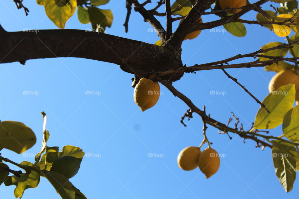 sicilian lemon tree and sky