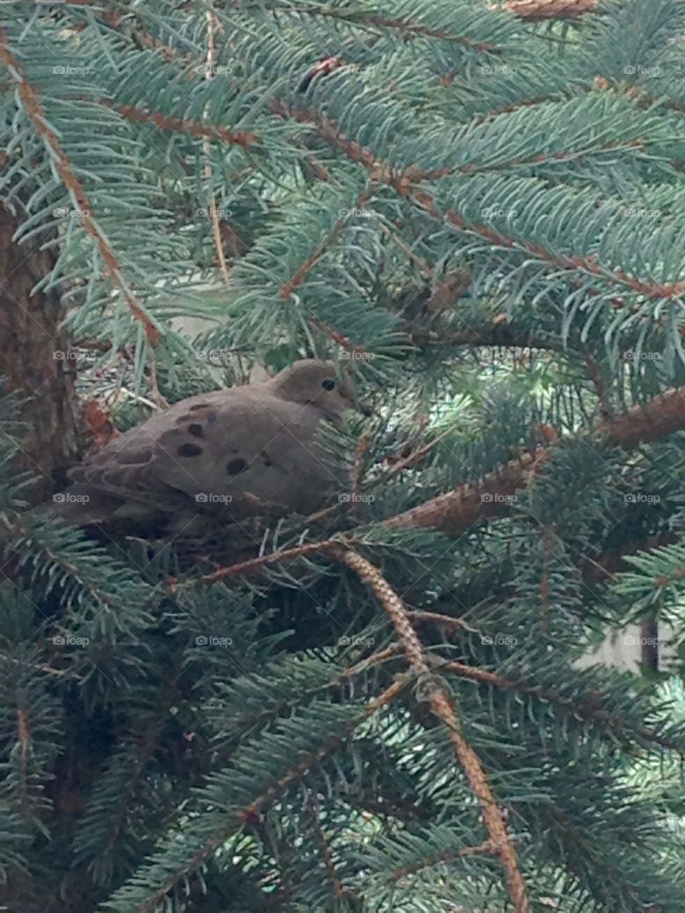 Dove . Nesting