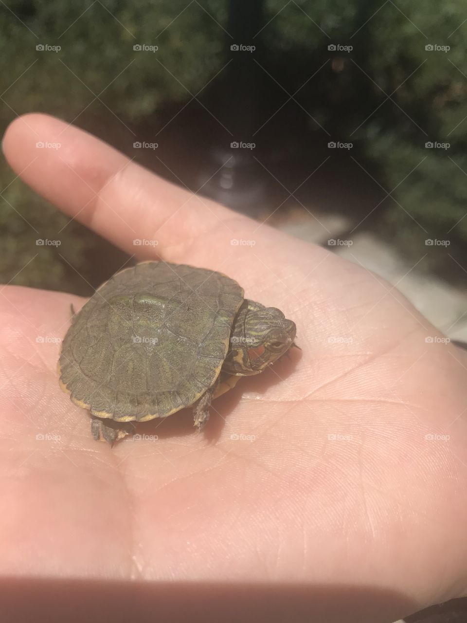 Tiny baby turtle 