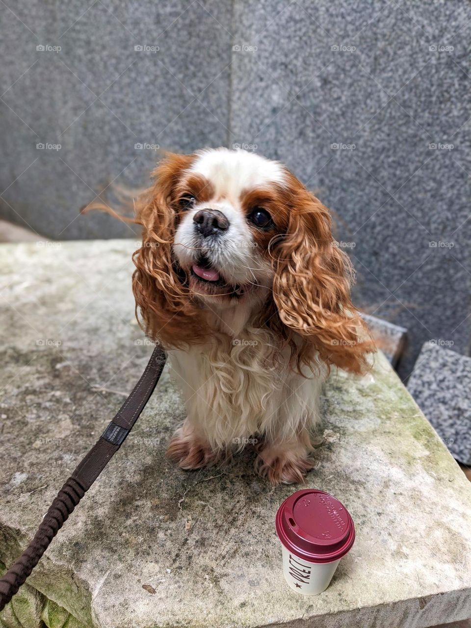 cavalier king Charles spaniel