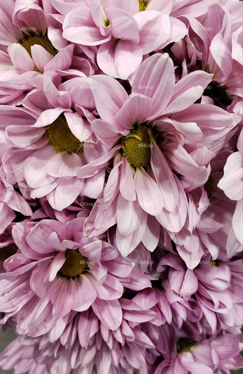 Beautiful Pink flowers "