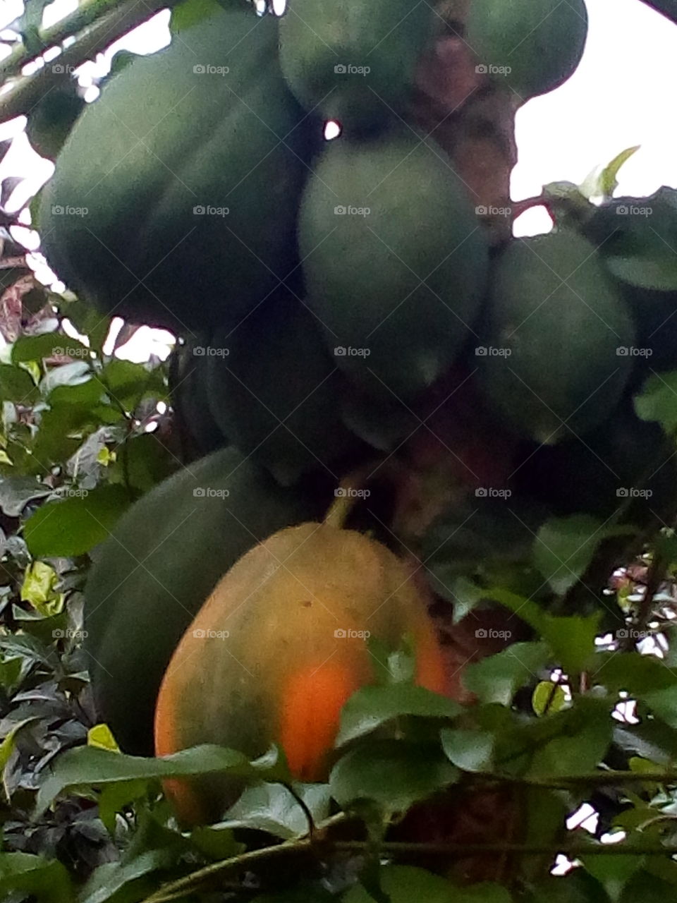 Papaya tree