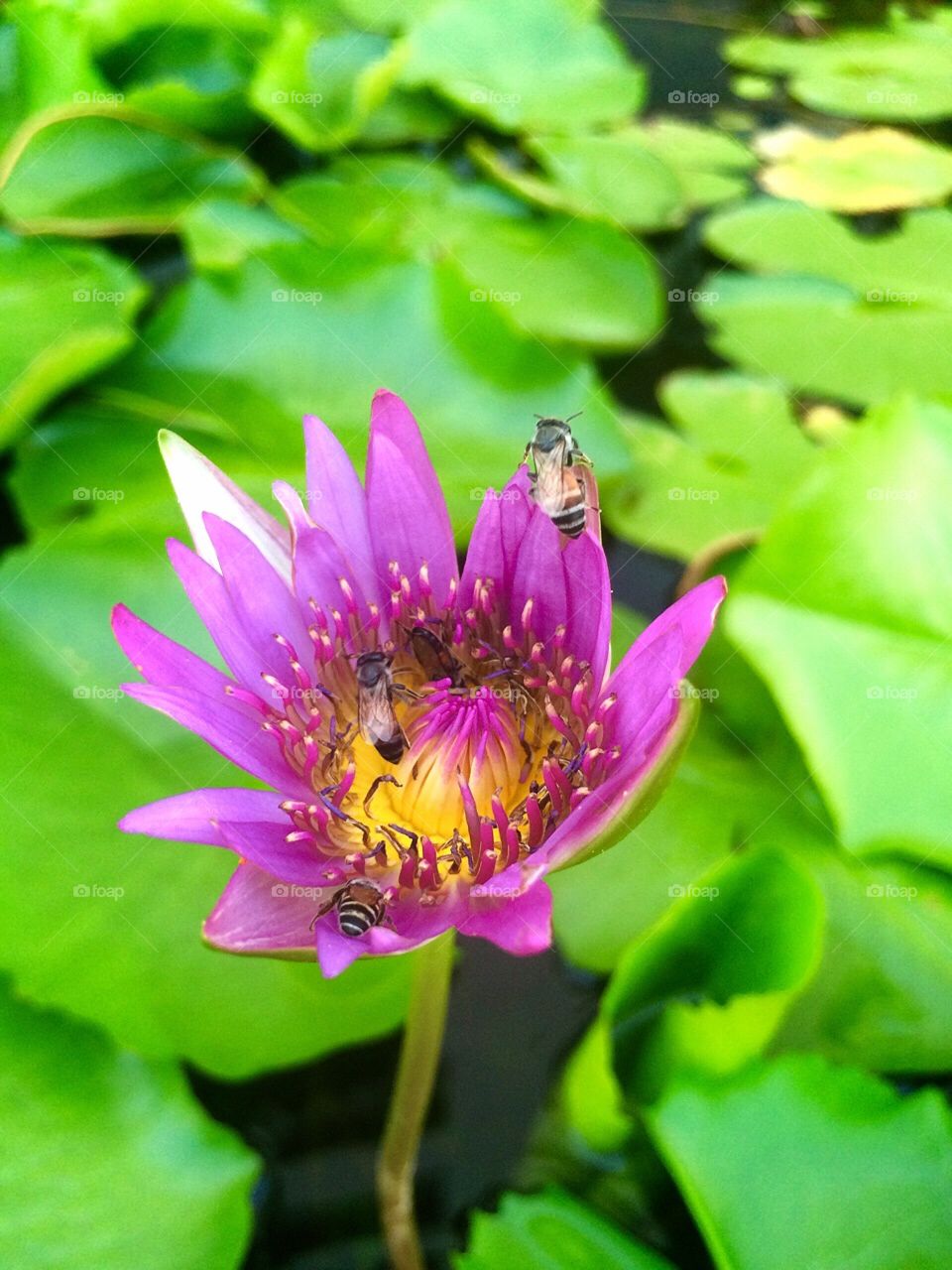 Lotus and bees