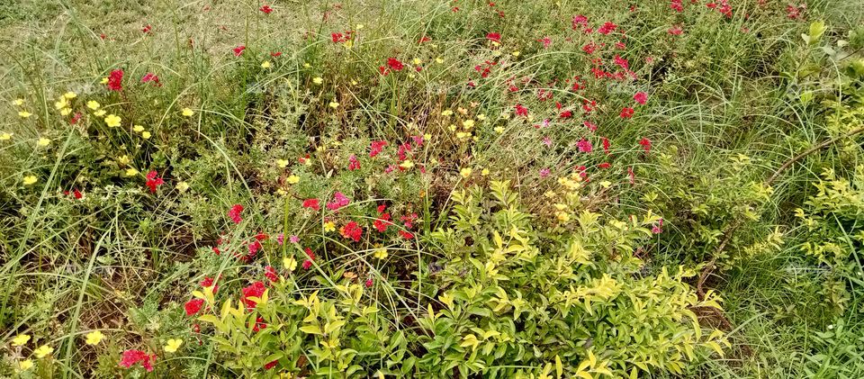 small flower garden defferent types of thare is thare like red, yellow, white many colours garden is looking so cute