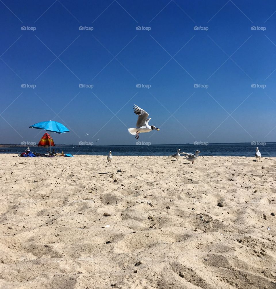 Beach with seagulls
