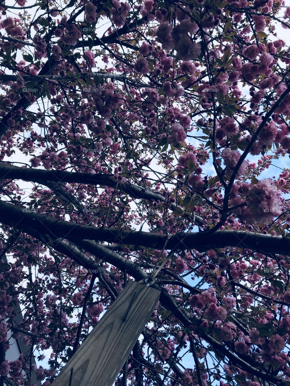 Blossoming tree, dark filter 