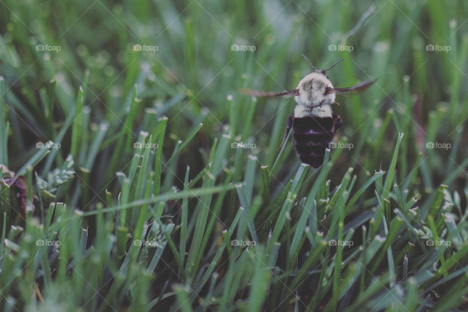 A fluffy bumble bee flying right above green grass