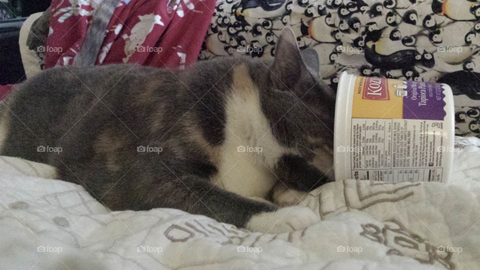 Kitty Sneaking a Snack