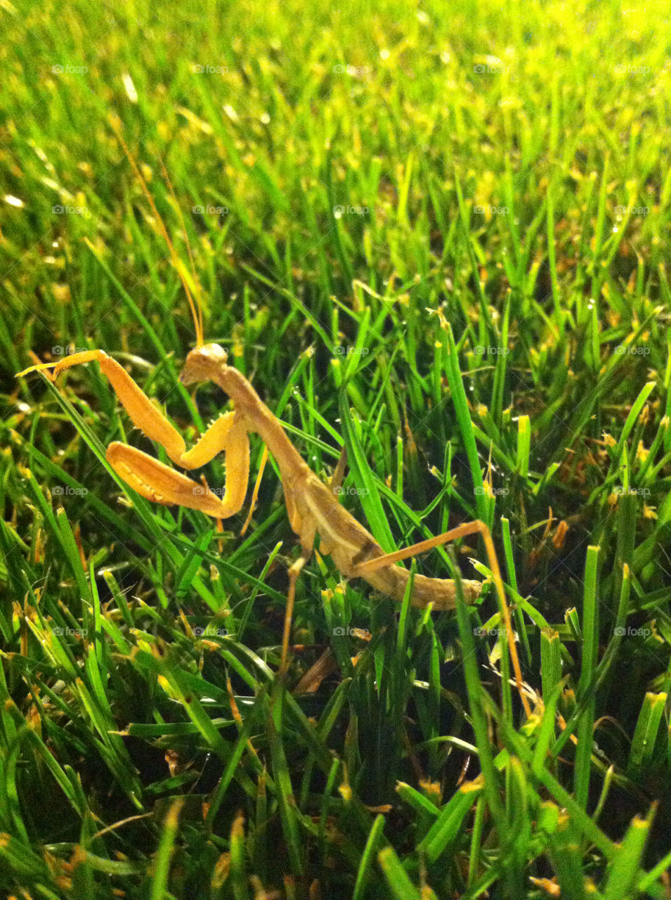 tehran green grass praying mantis insects by nader_esk