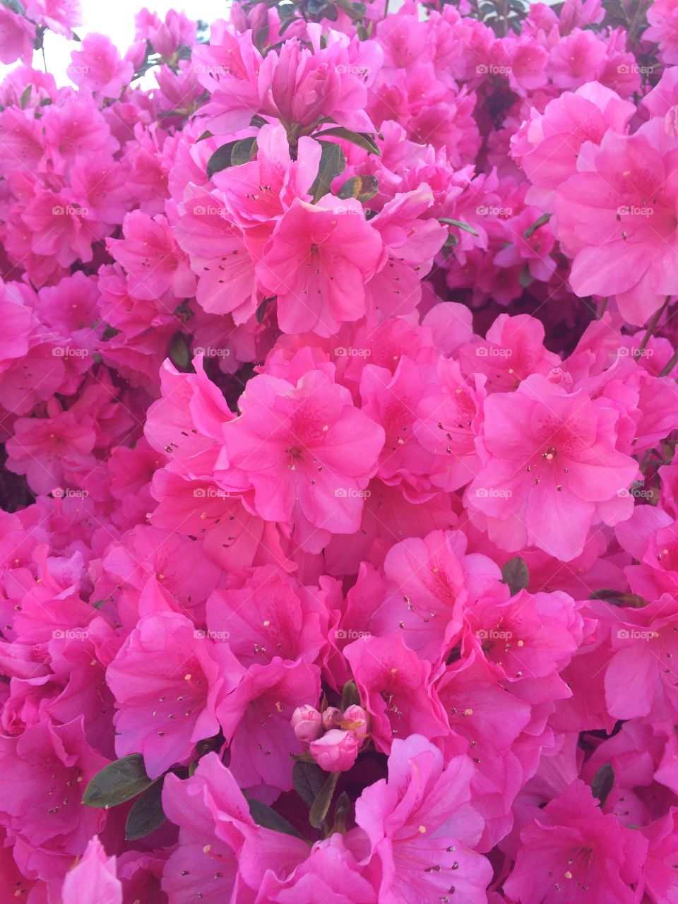 Flower, Nature, Flora, Garden, Blooming