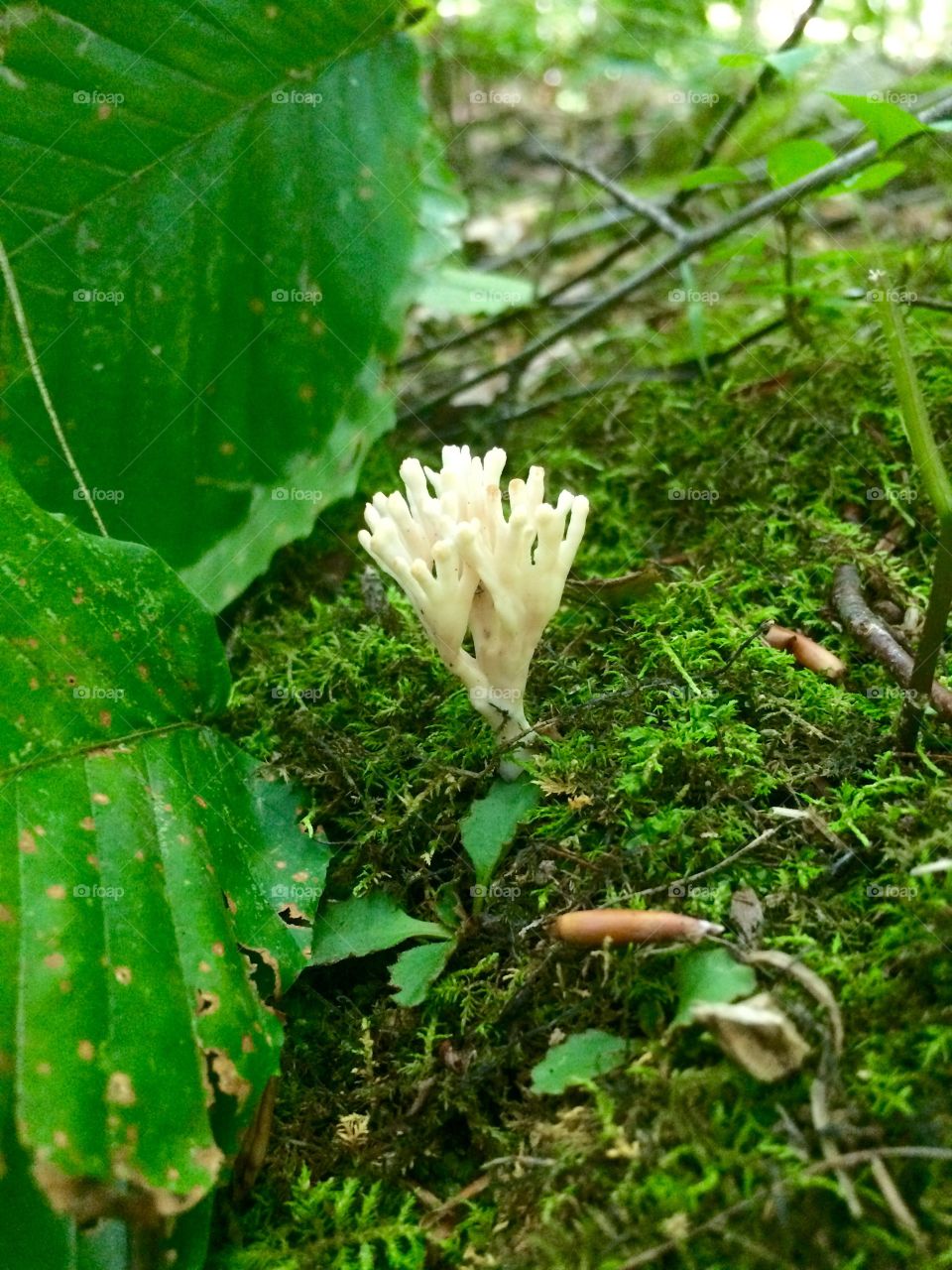 Some kind of mushroom 