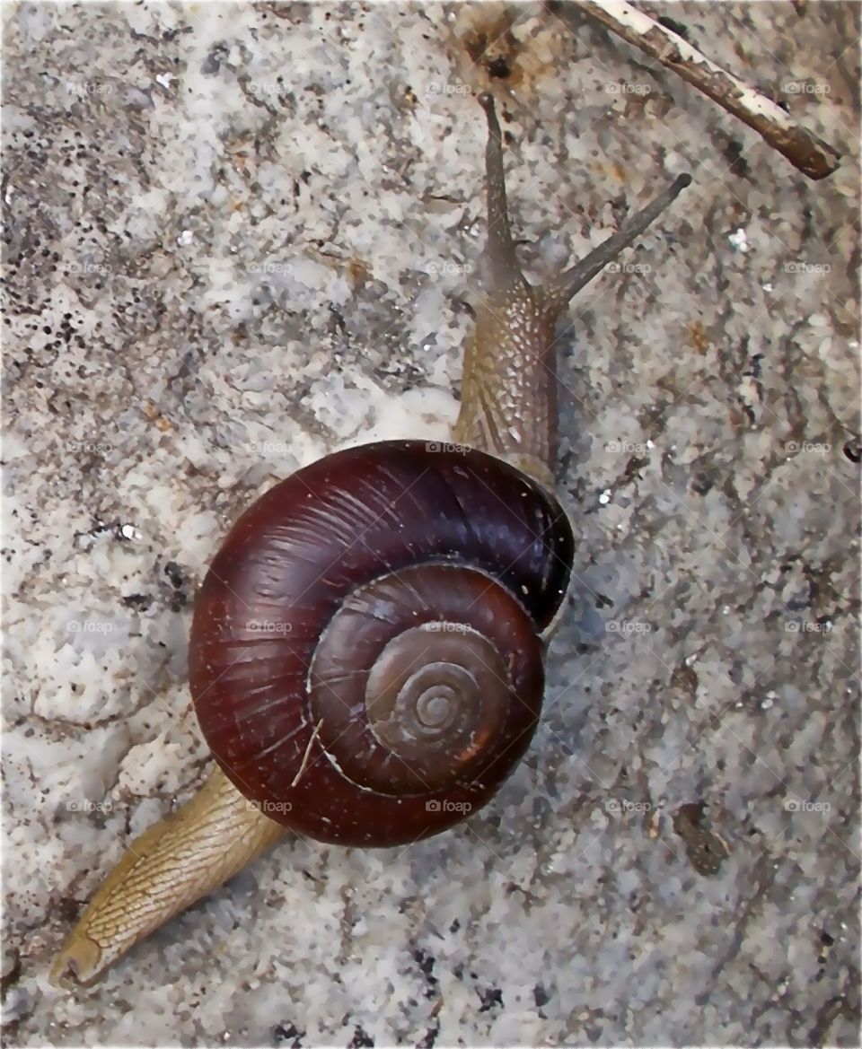 Snail closeup at he downstream in the hilly area of Himachal Pradesh.India