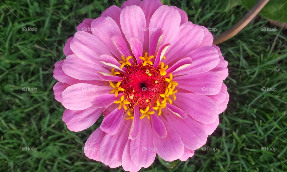 Pink Petals