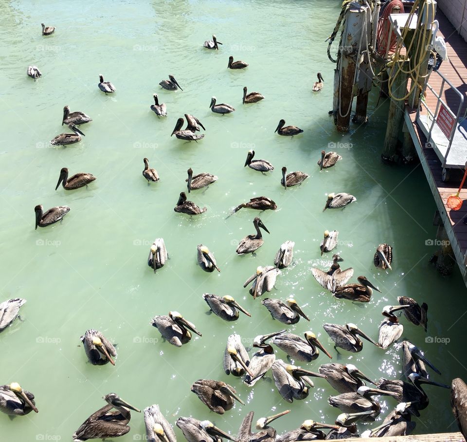 Pelicans at John's Pass Boardwalk